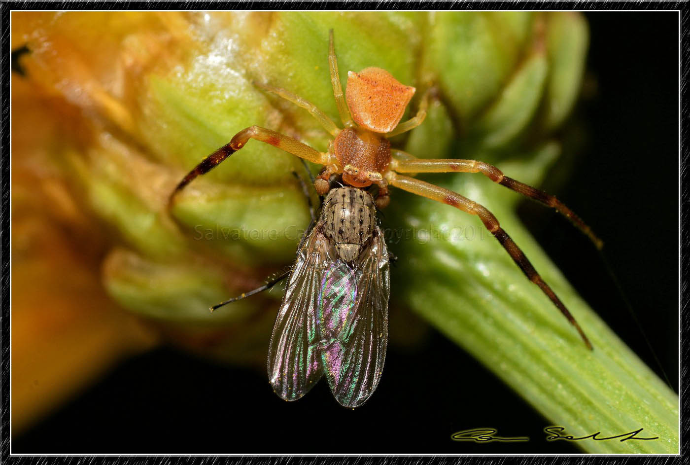 Thomisus onustus (maschio), con preda - Usini (SS)